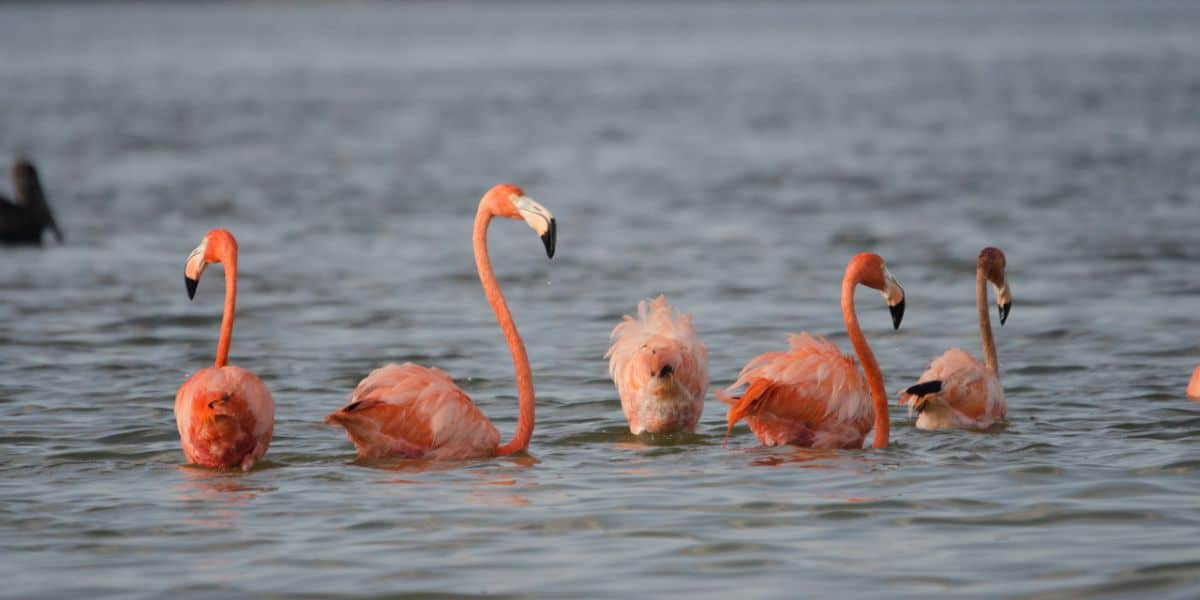 Flamingos in den Feuchtgebieten von Río Lagartos