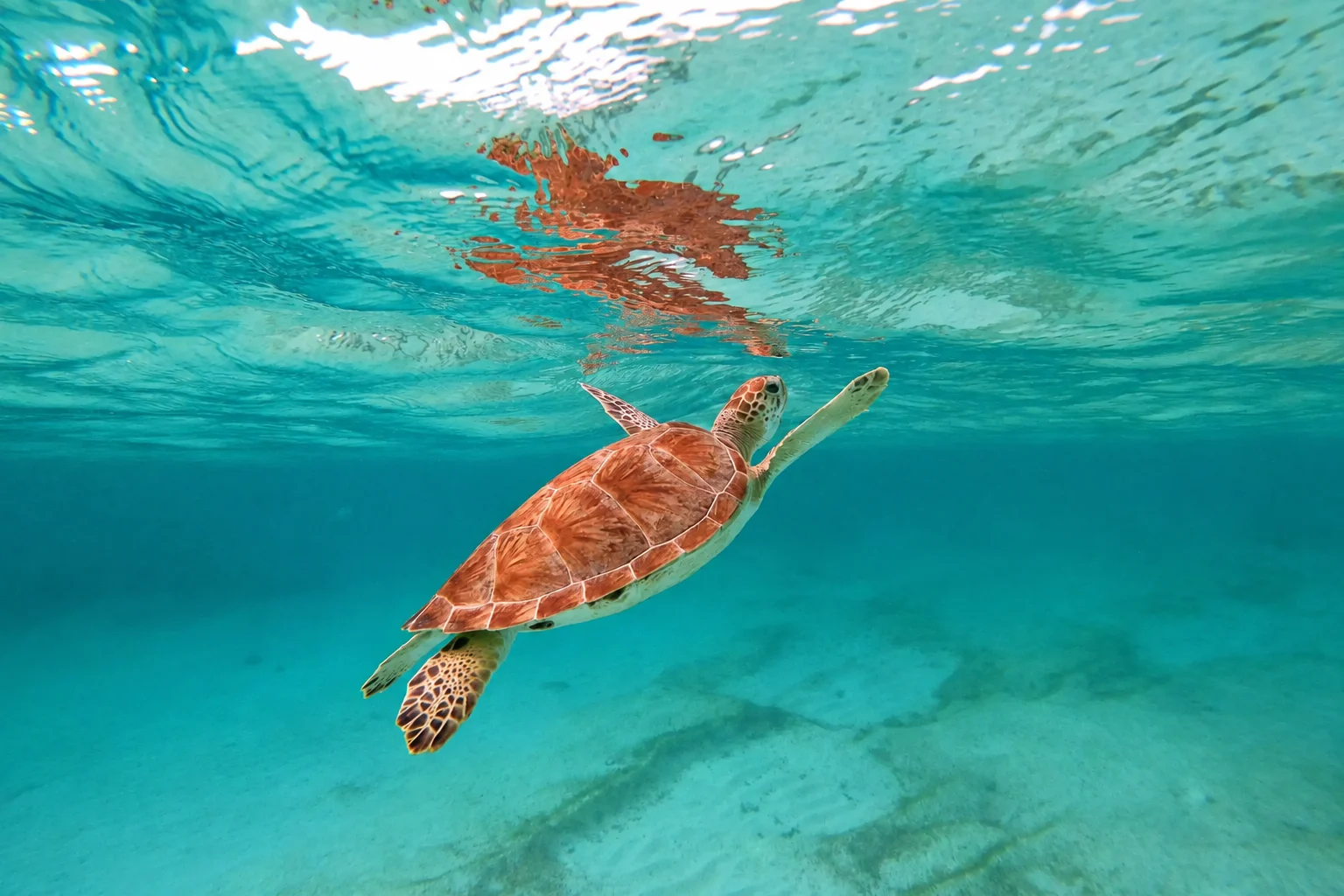 Meeresschildkröte schwimmt an die Oberfläche in der Akumal Bucht