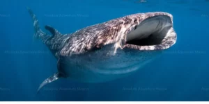 whale sharks mexico