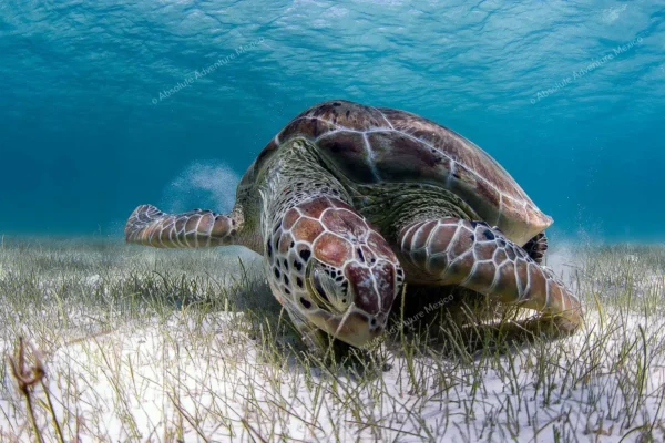 Privattour Akumal Schildkröten und Cenote in der Riviera Maya