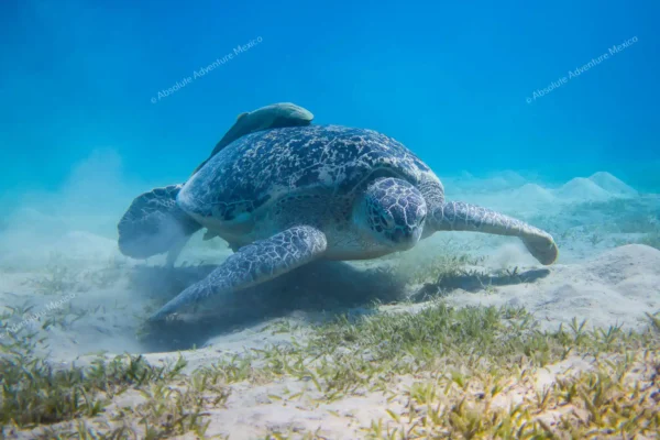Privattour Akumal Schildkröten und Cenote in der Riviera Maya