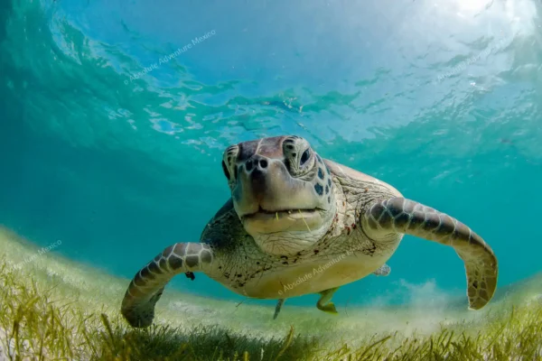 Privattour Akumal Schildkröten und Cenote in der Riviera Maya