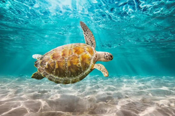 Privattour Akumal Schildkröten und Cenote in der Riviera Maya