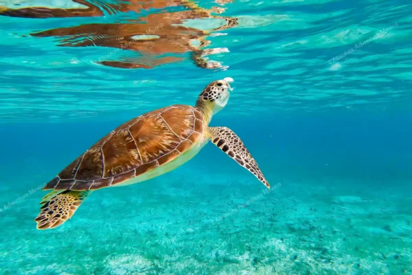 Privattour Akumal Schildkröten und Cenote in der Riviera Maya