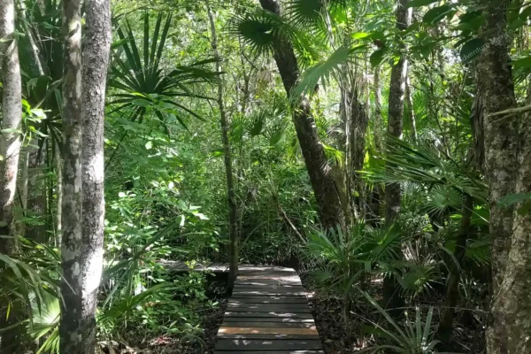 Privattour Muyil, Kaan Luum und Cenote in der Riviera Maya