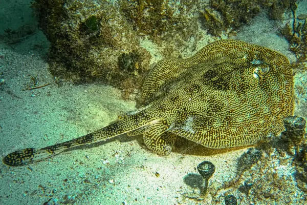 Privattour Riff-Schnorcheln in Puerto Morelos in der Riviera Maya