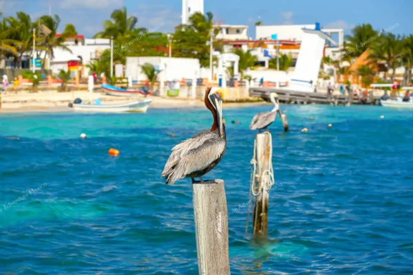 Privattour Riff-Schnorcheln in Puerto Morelos in der Riviera Maya