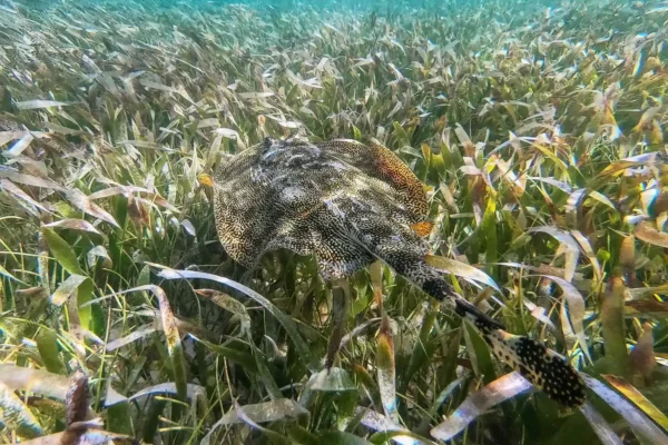Privattour Riff-Schnorcheln in Tulum und Cenote in der Riviera Maya