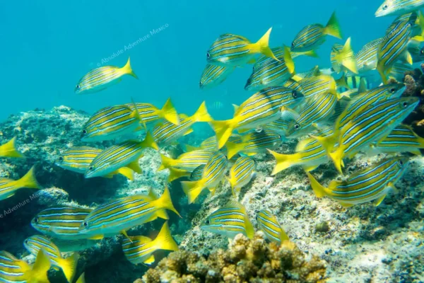 Privattour Riff-Schnorcheln in Tulum und Cenote in der Riviera Maya