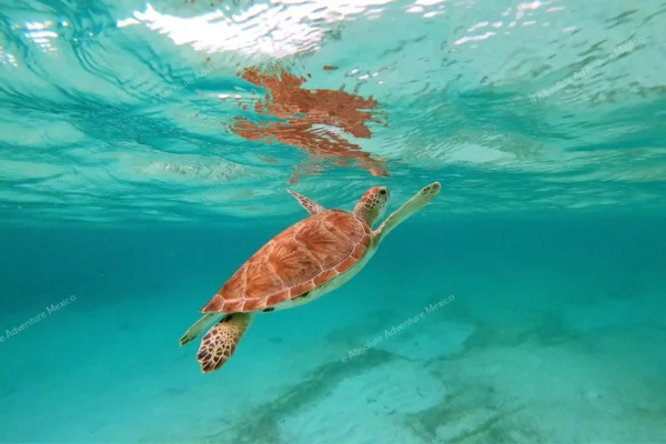 Privattour Riff-Schnorcheln in Tulum und Cenote in der Riviera Maya