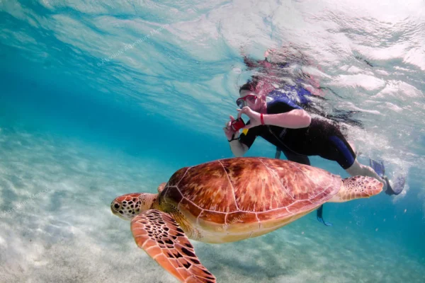 Privattour Tulum Ruinen, Cenote und Schildkröten in der Riviera Maya