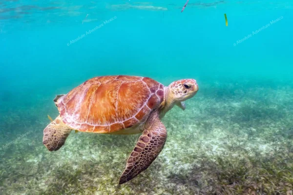 Privattour Tulum Ruinen, Cenote und Schildkröten in der Riviera Maya