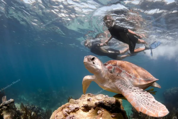 Privattour Tulum Ruinen, Cenote und Schildkröten in der Riviera Maya
