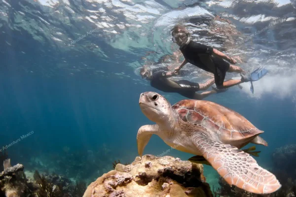 Privattour Tulum Ruinen und Schwimmen mit Schildkröten in der Riviera Maya
