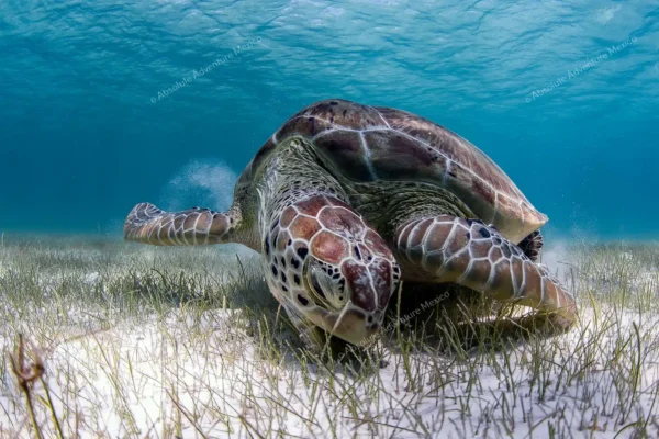 Privattour Tulum Ruinen und Schwimmen mit Schildkröten in der Riviera Maya