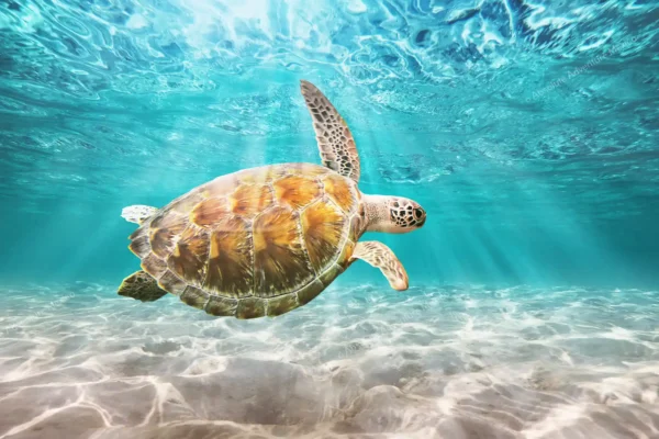 Privattour Tulum Ruinen und Schwimmen mit Schildkröten in der Riviera Maya