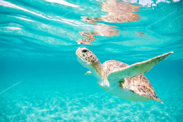 Privattour Tulum Ruinen und Schwimmen mit Schildkröten in der Riviera Maya