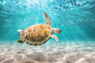 Privattour Tulum Ruinen und Schwimmen mit Schildkröten in der Riviera Maya