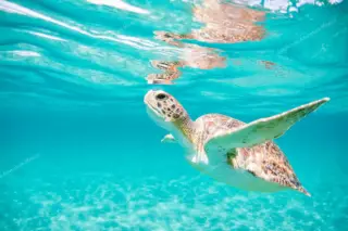 Privattour Tulum Ruinen und Schwimmen mit Schildkröten in der Riviera Maya