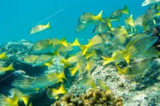 Privattour Riff-Schnorcheln in Tulum und Cenote in der Riviera Maya